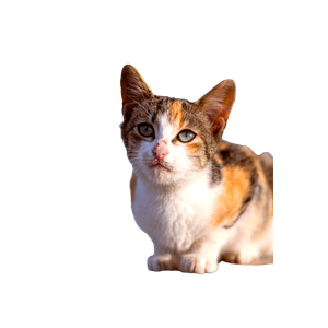 Adorable Calico Cat Sitting On A Stone Ledge Outdoors In Natural Light. 12782 - Cat PNG image with transparent background